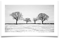 6 - Tree Family - Chris Beesley